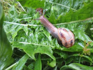 snail-604858_640