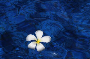 flower-1203563_640