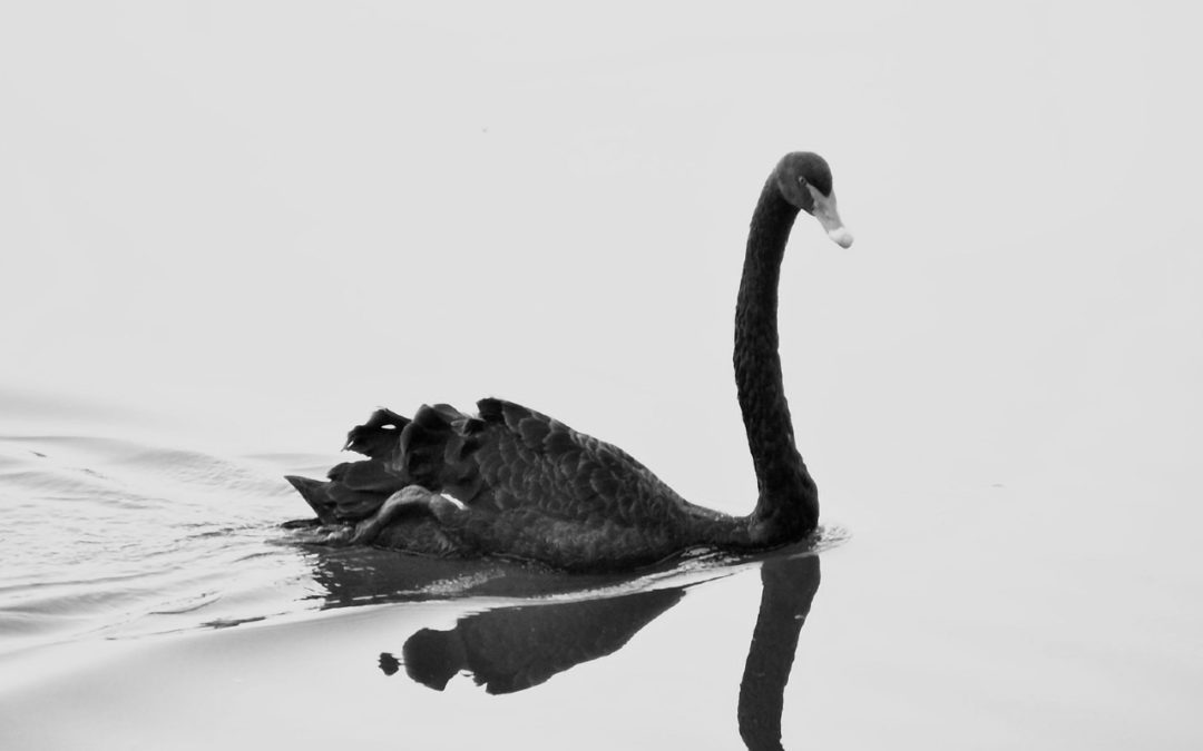 Cigne Negre